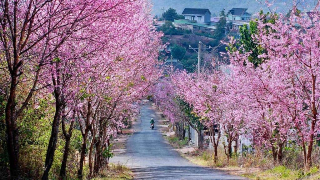 So Sánh Mùa Hoa Anh Đào Đà Lạt và Sapa: Chọn Tọa Độ Nào Để Săn Ảnh?
